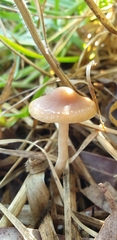 Agaricomycetes