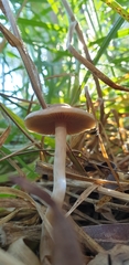 Agaricomycetes