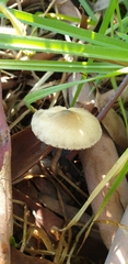 Agaricomycetes