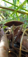 Agaricomycetes