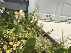 Bidens alba