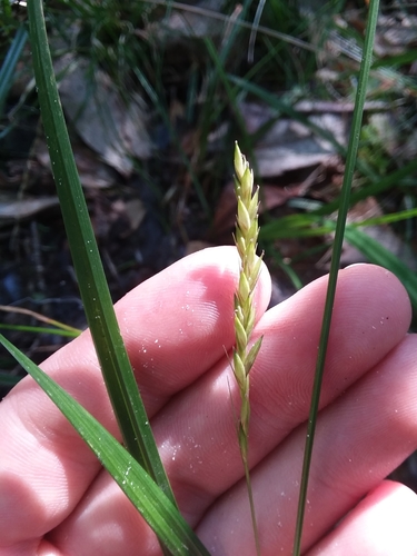 Darkgreen Sedge (Carex venusta)