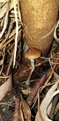Psilocybe subaeruginosa