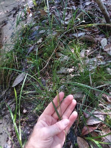 Image of Carex venusta by (c) Will McFarland, some rights reserved (CC BY)