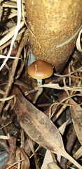 Psilocybe subaeruginosa