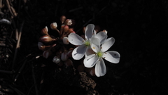 Drosera collina