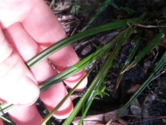 Carex venusta