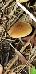Psilocybe subaeruginosa