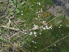 Arcytophyllum muticum