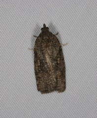 Thrincophora dryinodes