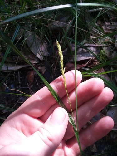 Image of Carex venusta by (c) Will McFarland, some rights reserved (CC BY)