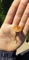 Psilocybe subaeruginosa