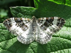 Epirrhoe rivata