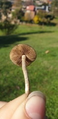 Psilocybe subaeruginosa