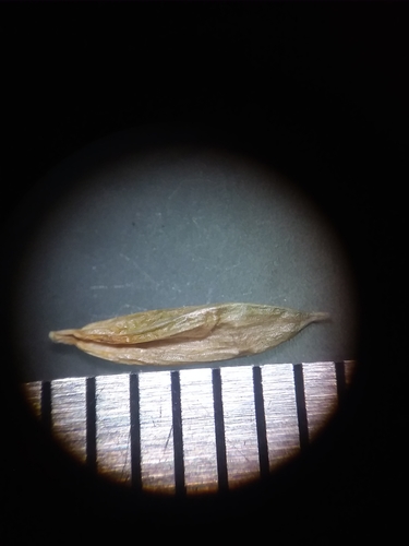 Image of Carex venusta by (c) Will McFarland, some rights reserved (CC BY)