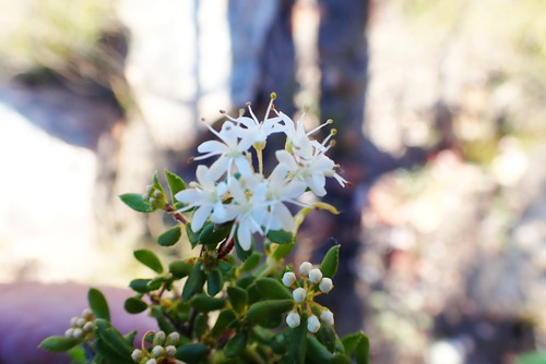 Image of Agathosma mundii by no rights reserved
