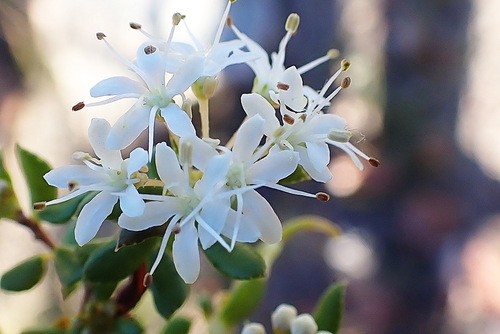 Image of Agathosma mundii by no rights reserved