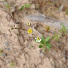 Erigeron vernus