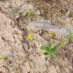 Erigeron vernus