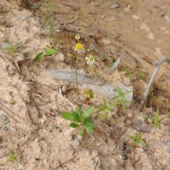 Erigeron vernus