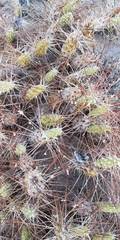 Maihueniopsis camachoi