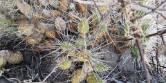 Maihueniopsis camachoi
