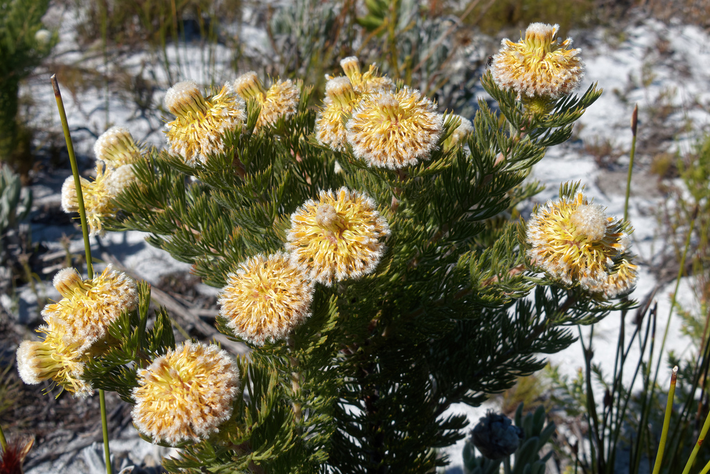 Golden Spiderhead