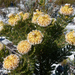 Serruria villosa - Photo (c) Mario Anthes,  זכויות יוצרים חלקיות (CC BY-NC), הועלה על ידי Mario Anthes