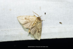 Saliocleta marcelloides