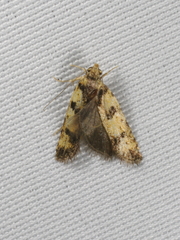 Hemiarcha thermochroa