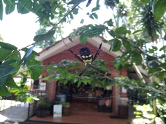 Argiope intricata