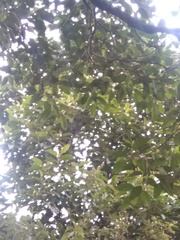 Citharexylum subflavescens