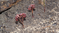 Drosera collina