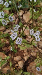 Valerianella pumila