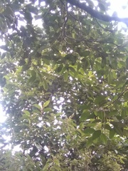 Citharexylum subflavescens