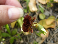 Ophrys speculum