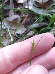 Carex leptalea harperi