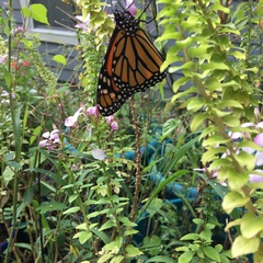 Danaus plexippus