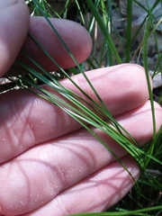 Carex leptalea harperi