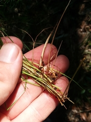 Carex leptalea harperi