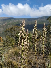 Puya nitida