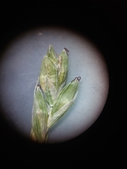 Carex leptalea harperi