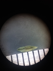 Carex leptalea harperi