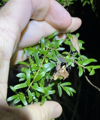 Pittosporum viscidum