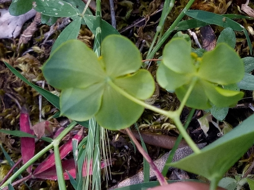 Image of Bupleurum subovatum by (c) Karim Haddad, some rights reserved (CC BY)