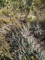 Puya nitida