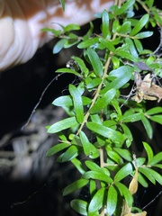Pittosporum viscidum