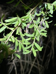 Pittosporum viscidum