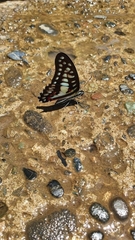 Graphium