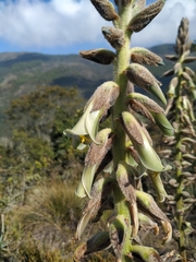 Puya nitida